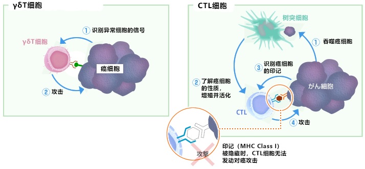對隱藏或消失的癌細胞特征(MHCClass1)迅速發動攻擊