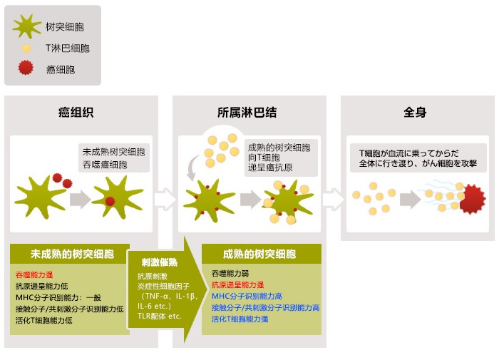 什么是樹突細(xì)胞